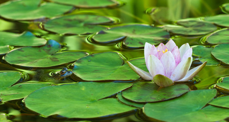 Green frog (Rana clamitans) hiding among lily pads, waiting for prey to come close enough to capture..
