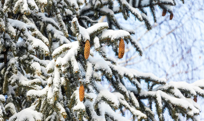 Snow covered branches of spruce with cones in sunny weather_