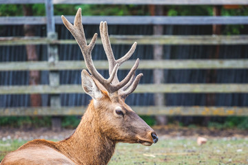Deer with big horns on the background of the fence in the reserve_