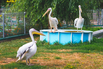 Three pelicans in the zoo. The wild nature_