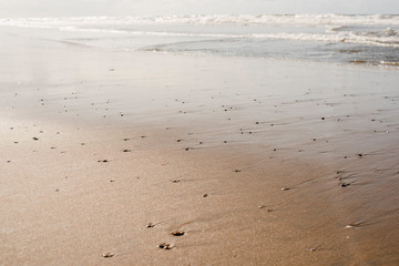 Fototapeta na wymiar Texture of a sandy beach dotted with shells.