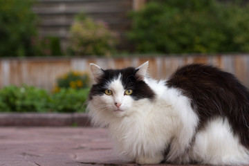Close-up portrait of a charming white and black cat with large green eyes and a luxurious mustache that sits on a stone background and looks elegant