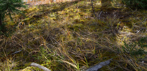 Wild grass and moss on a valley floor