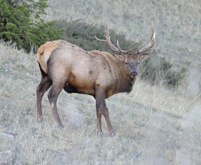 Young bull elk standing on a mountain hillside