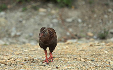 Wekaralle Rallenvogel in Neuseeland