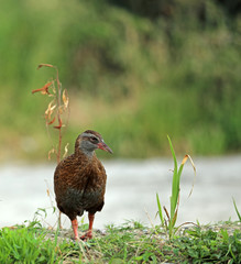Wekaralle Rallenvogel in Neuseeland