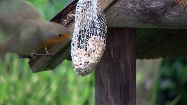 Ein Rotkehlchen wird von einem Spatz beim Fressversuch vom Meisenkn&ouml;del vertrieben