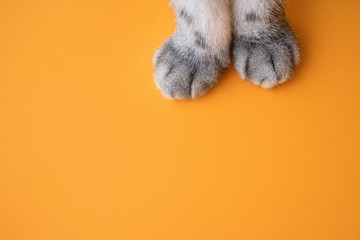 Paws of a gray cat on an orange background. Top view, minimalism. Cute picture. Concept of pets, cat grooming. Image for banner, place for text.