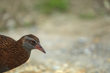 Wekaralle Rallenvogel in Neuseeland