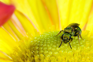 Halicid bee (Agapostemon sp.) nectaring on chrysanthemum in northern Virginia in fall. Tiny and highly iridescent native bees (about 6 mm long) are excellent pollinators 