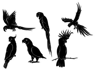 6 Vector Parrot Silhouettes Set