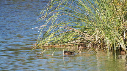 cuatro patos durmiendo al abrigo de las palmas, Ivars, Vilasana, Lérida, España 