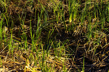 green grass with dew
