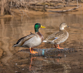 Mallard Duck Pair