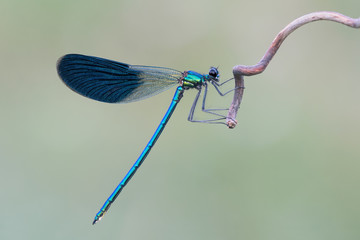 The beautiful demoiselle (Calopteryx virgo) 