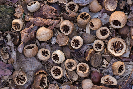 Nuts of red hickory tree (Carya ovalis) chewed open by southern flying squirrel (Glaucomys volans). Oval-shaped opening with no sharp edges is characteristic of this species' eating habits.