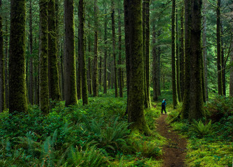 Hiker admiring ancient  trees in temperate rain forest of Suislaw National Forest along Cooks Ridge Trail at Cape Perpetua, Oregon. - obrazy, fototapety, plakaty