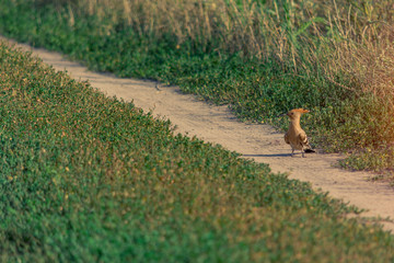 Hoopoe bird walks along a path in the green grass. Bright brown-orange crested bird. Birds in the wild. Bright greens. Free space for text.