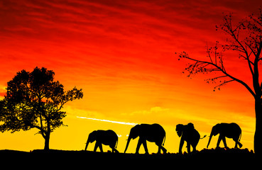Fototapeta na wymiar manada de elefantes paseando al atardecer