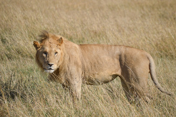 King of the Jungle Safari 