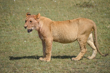 Naklejka premium Queen of the jungle 