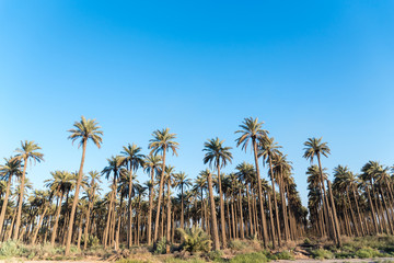 Palm trees plantage