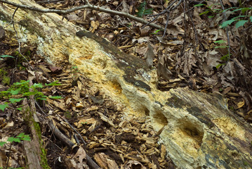 Holes in rotting log made by pileated woodpecker searching for beetle grubs and other insects living in the wood.