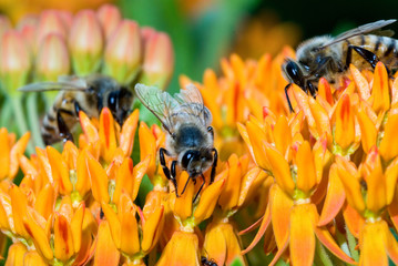 Honey bees (Apis mellifera) nectaring on butterfly weed (Asclepias tuberosa), a member of the milkweed family (Asclepiadacea)