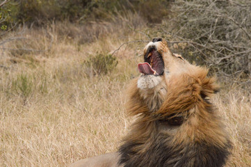 King of the Jungle 