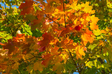 Autumn maple tree