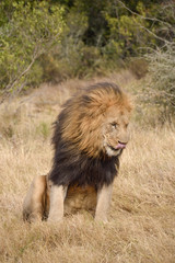 King of the Jungle Pt 2