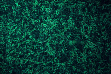 Beautiful nature background of vertical garden with tropical green leaf