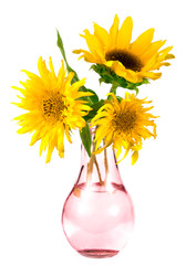 .sunflowers in a vase on a white background
