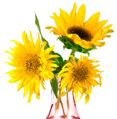 .sunflowers in a vase on a white background