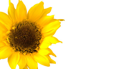 .sunflower on a white background