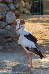 Stork, White stork