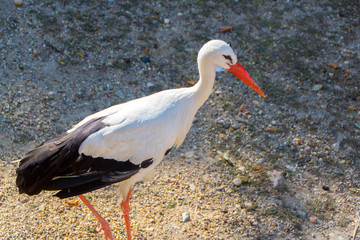 Stork, White stork
