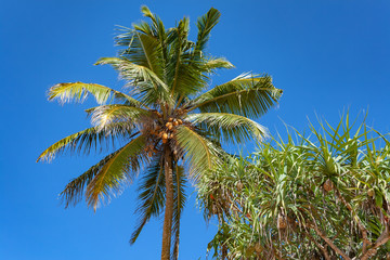 Naklejka premium Tops of Palm Trees on Clear Blue Sky