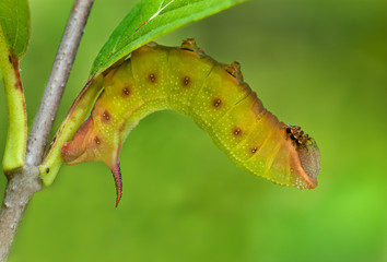 Hummingbird clearwing moth caterpillar, or larva, resting during feeding on viburnum bush.