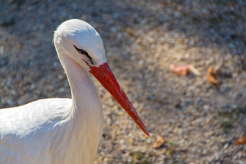 Stork, White stork