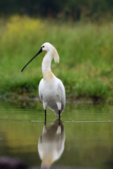Eurasian spoonbill or common spoonbill (Platalea leucorodia), standing on a hill of clay. Spoonbil with green background.