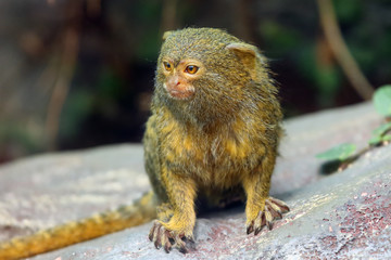 The pygmy marmoset (Cebuella pygmaea) sitting on stone with green background.