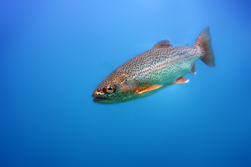 The rainbow trout (Oncorhynchus mykiss) in the lake.Trout in the blue water of a mountain lake.