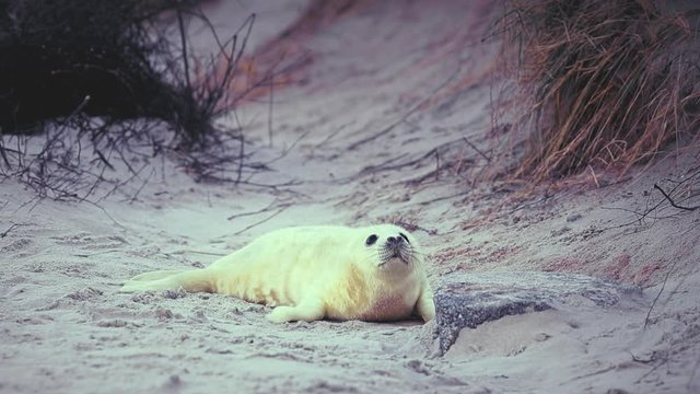 Babyrobbe1_niedliche Tiermotive