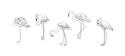Flamingo set contour drawing vector isolated black © Olga F