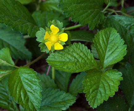 Potentilla indica (formerly Duchesnea indica), also called mock strawberry, Gurbir, Indian strawberry or false strawberry in early spring in central Virginia