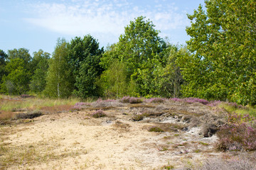 Heathland in National Park Maasduinen in the Netherlands