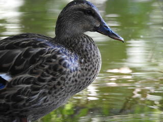 mallard duck