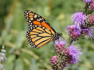 monarch butterfly