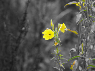 OLYMPUS DIGITAL CAMERA - YELLOW